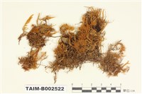 藏品(羽苔屬)的圖片